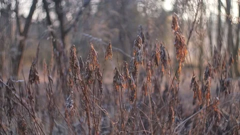 Withered Leaves Wild Wilted Plants Damaged by Frostbite Covered with Hoarfrost Stock Footage 302480239