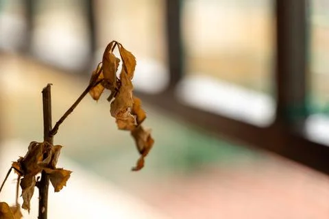 Withered Leaves by the Window Stock Photos