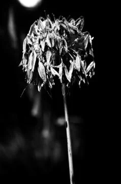 Withered lily of the nile Stock Photos