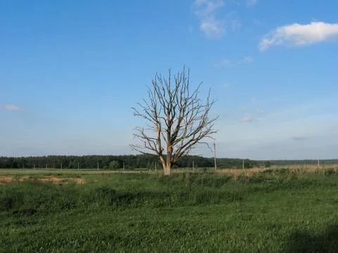 Withered lonely tree in the field Stock Photos