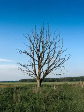 Withered lonely tree in the field Stock Photos