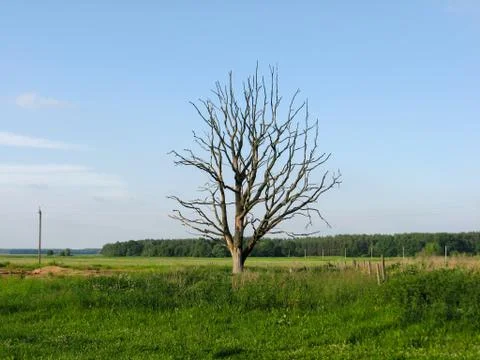 Withered lonely tree in the field Foto stock