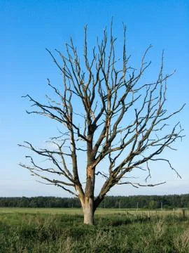 Withered lonely tree in the field Stock Photos