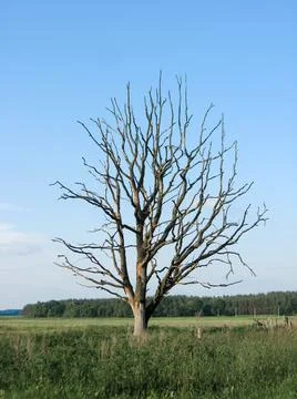 Withered lonely tree in the field Stock Photos