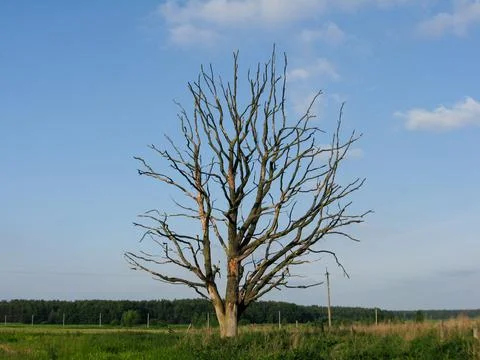 Withered lonely tree in the field Stock Photos