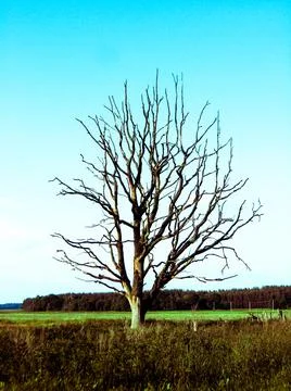 Withered lonely tree in the field Stock Photos