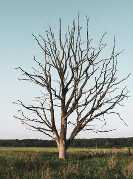 Withered lonely tree in the field Stock Photos