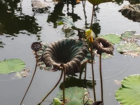 Withered Lotus Elegance Foto stock