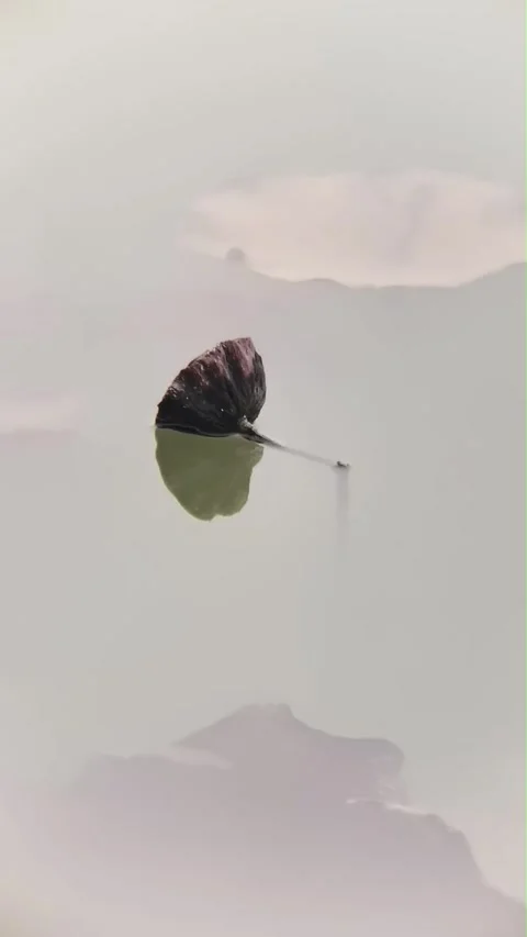 Withered Lotus Pod and Reflection in Serene Water, Hangzhou, Zhejiang, China Vídeo Stock 337386696