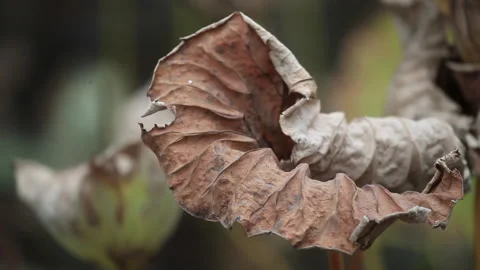 Withered lotus in winter pond,close up, Stock Footage 143924885