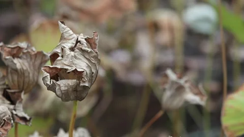 Withered lotus in winter pond,close up, Vídeos de archivo 143925176