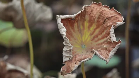 Withered lotus in winter pond,close up, Видео 143927016