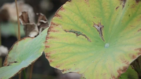 Withered lotus in winter pond,close up, Stock-Footage 143927866