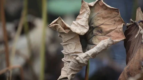 Withered lotus in winter pond,close up, Stock Footage 143928017