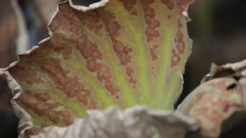 Withered lotus in winter pond,close up, Stock Footage 143928088
