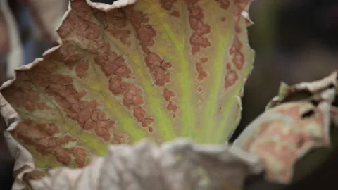 Withered lotus in winter pond,close up, Video stock 143928166