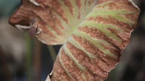 Withered lotus in winter pond,close up, Stock Footage 143928441