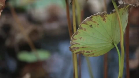 Withered lotus in winter pond,close up, Vídeo Stock 143928625