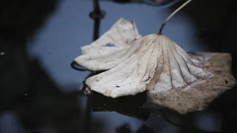 Withered lotus in winter pond,close up, Vídeo Stock 143929054
