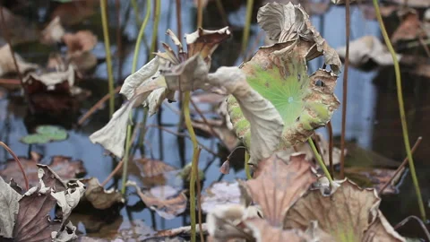 Withered lotus in winter pond,close up, Vídeos de archivo 143929414