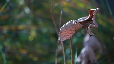 Withered lotus in winter pond,close up, 库存影片 143929609