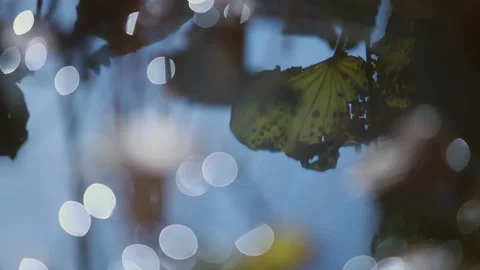 Withered lotus in winter pond,close up, Stock Footage 143930199