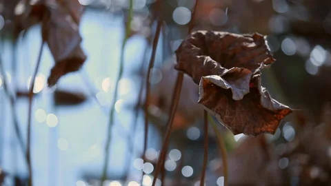 Withered lotus in winter pond,close up, Stock-Footage 143931097