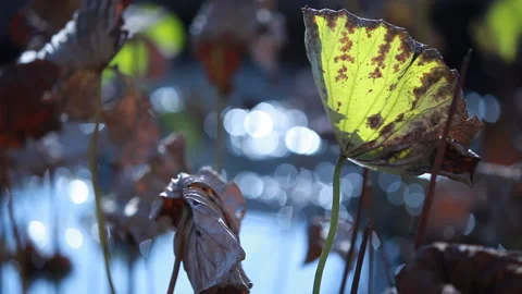 Withered lotus in winter pond,close up, Stock Footage 143931283