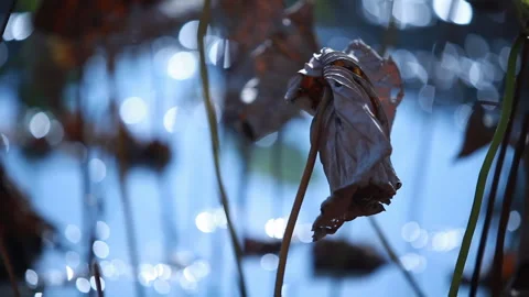 Withered lotus in winter pond,close up, 库存影片 143931367