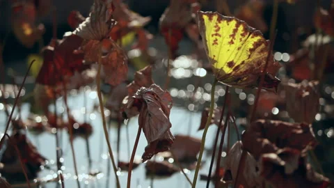 Withered lotus in winter pond,close up, Stock Footage 143931494