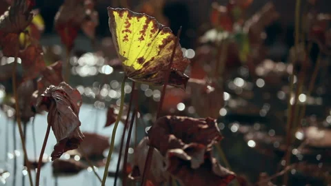 Withered lotus in winter pond,close up, Stock Footage 143931627