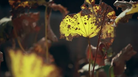 Withered lotus in winter pond,close up, Stock Footage 143931737