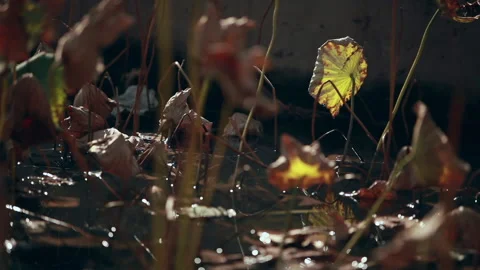 Withered lotus in winter pond,close up, Stock Footage 143931939