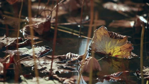Withered lotus in winter pond,close up, Stock Footage 143932072