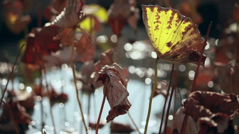 Withered lotus in winter pond,close up, Stock Footage 143932211