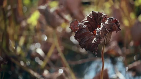 Withered lotus in winter pond,close up, Stock Footage 143933957