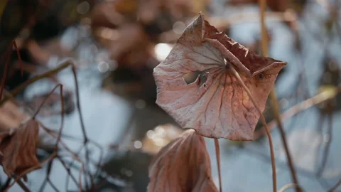 Withered lotus in winter pond,close up, Stock Footage 143934039