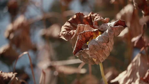 Withered lotus in winter pond,close up, Stock Footage 143934126