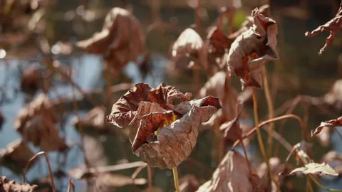 Withered lotus in winter pond,close up, Stock Footage 143934184