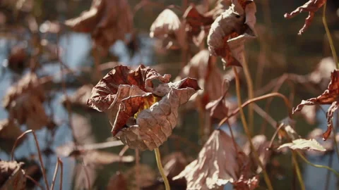 Withered lotus in winter pond,close up, Stock Footage 143934248
