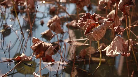 Withered lotus in winter pond,close up, Stock Footage 143934370