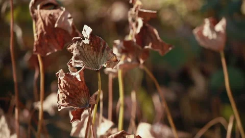 Withered lotus in winter pond,close up, Stock Footage 143934449