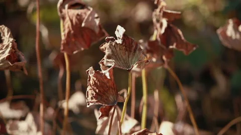 Withered lotus in winter pond,close up, Stock Footage 143934518