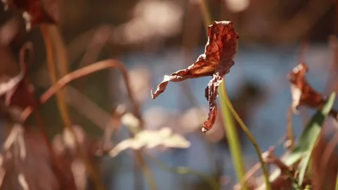Withered lotus in winter pond,close up, Stock Footage 143934586