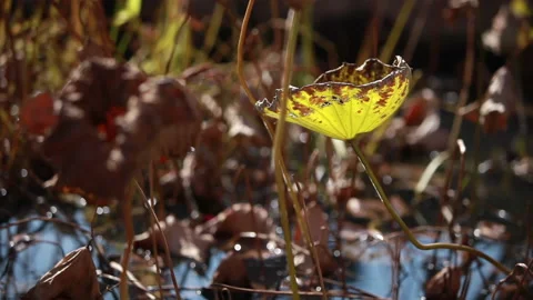 Withered lotus in winter pond,close up, Stock Footage 143934675
