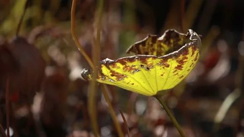 Withered lotus in winter pond,close up, Stock Footage 143934728