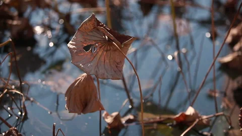 Withered lotus in winter pond,close up, Stock Footage 143934818