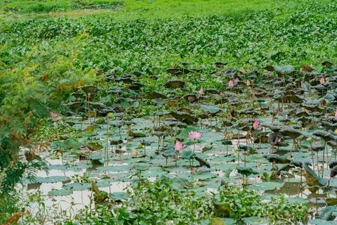 Withered lotuses. 스톡 사진