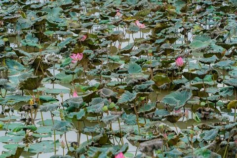 Withered lotuses. 스톡 사진