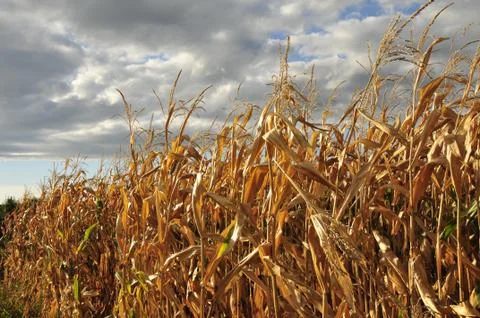 Withered maize field before cloudy sky Stock Photos